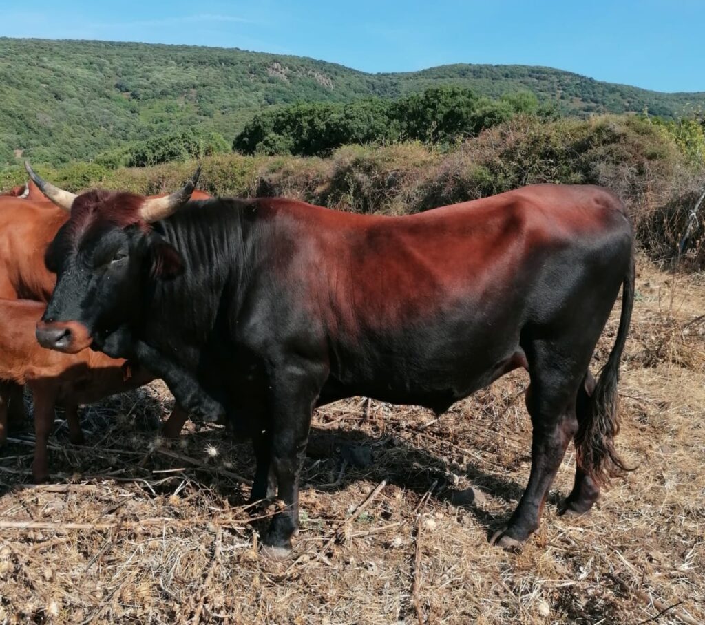 Tutta la qualità dei pascoli allo stato brado delle terre sarde: Bue Rosso.